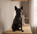 Statuetta cane Boston Terrier in smoking nero e bianco, decorazione elegante e fatta a mano in resina premium