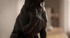 Boston Terrier — Statuetta Cane "Educato… ma non troppo"