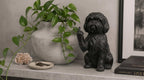 Shih Tzu — Statuetta Cane «Educato… ma non troppo»