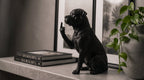 Statuetta cane Rottweiler in resina nera, design elegante e fedele, decorazione fatta a mano in Italia.