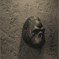 Testa di Gorilla «Primal Elegance» — Scultura da Parete in Resina Nera Opaca (25 cm) - Taraflo