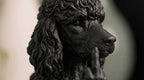 Barboncino — Statuetta Cane «Educato… ma non troppo»