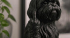 Shih Tzu — Statuetta Cane «Educato… ma non troppo»