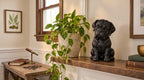 Statuetta Cane Corso Cucciolo in Resina Nera — Scultura Cane Decorativa Moderna