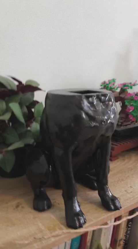 Video: Contenitore Statua Cane Corso in Resina Nera Opaca - Taraflo